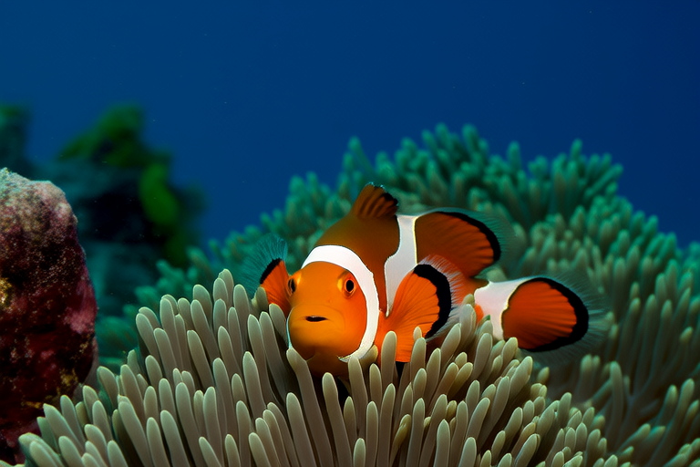 From the Coral Reefs to Your Tank: The Ultimate Guide to Clownfish Care